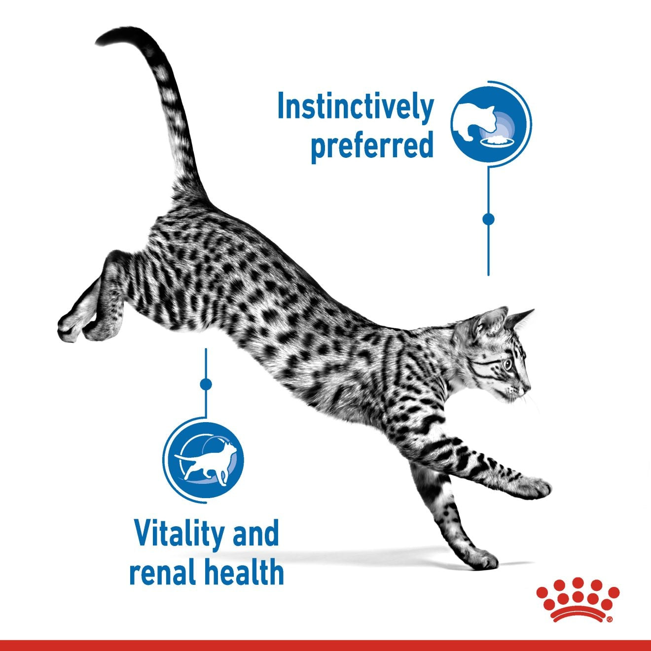 Royal Canin 12 x 85 gm Feline Health Nutrition Indoor (Wet Food Pouches)