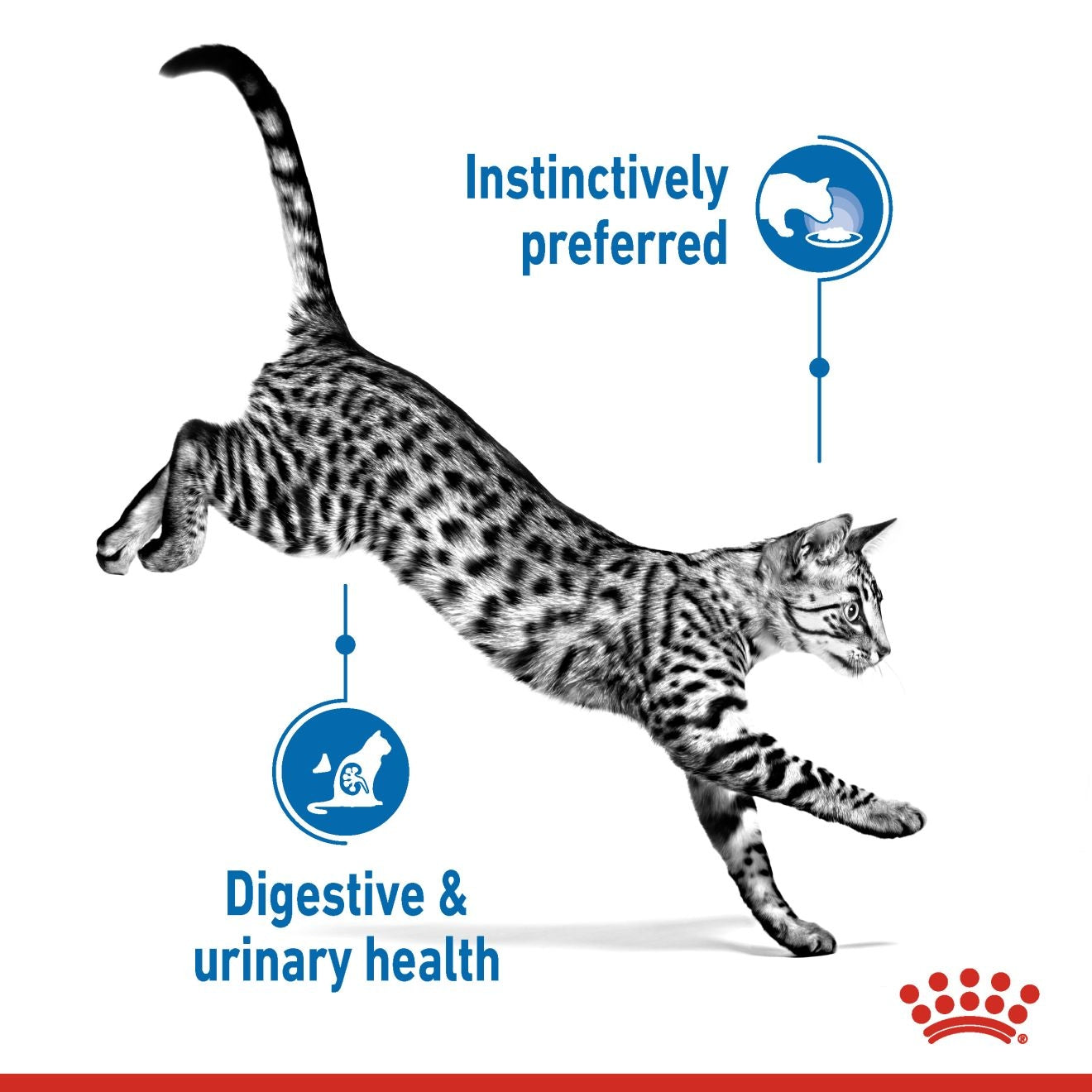 Royal Canin Feline Health Nutrition Indoor Jelly (Wet Food - Pouches) 12 x 85 g