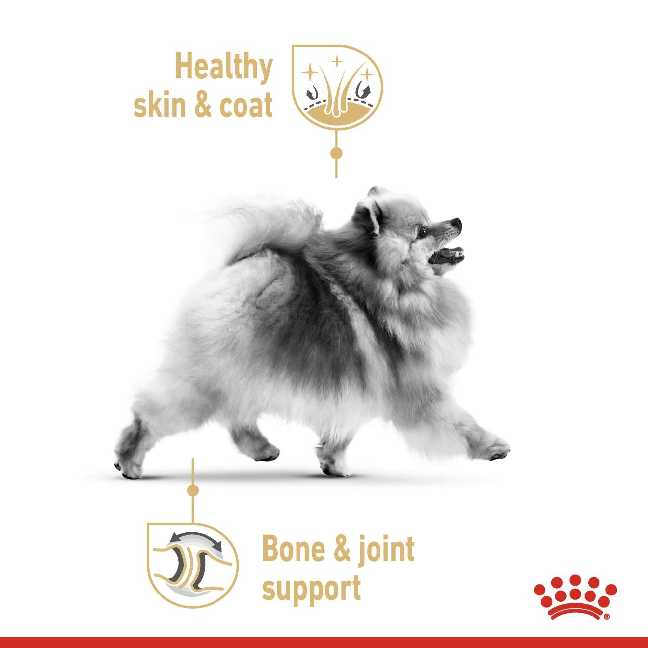 Royal Canin 12 x 85 gm Breed Health Nutrition Pomeranian (Wet Food Pouches)