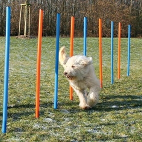 Trixie Dog Activity Agility Slalom Poles for Dogs