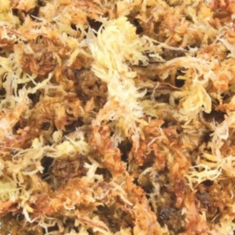 Trixie Sphagnum Moss