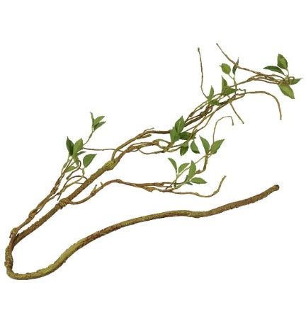 Terra D'Ella Plant Branch Thin