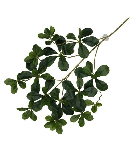 Terra D'Ella Hanging Plant Aralia