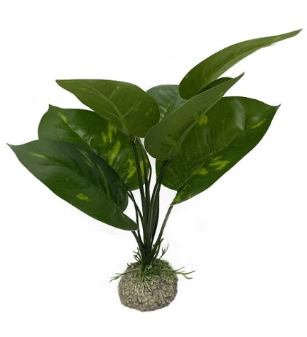 Aqua D'Ella Anubias 1