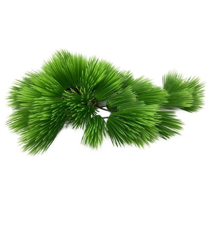 Aqua D'Ella Eleocharis