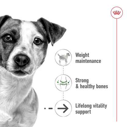 Royal Canin Size Health Nutrition Mini Ageing 12+ 1.5 kg
