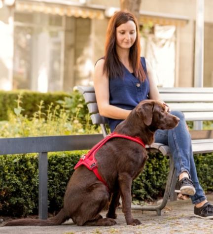 Curli Belka Comfort Harness for Dogs