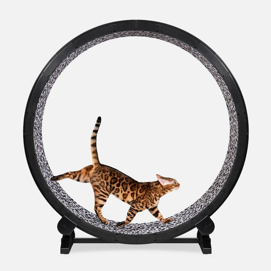 ONE FAST CAT Exercise Wheel 6th Generation for Cat