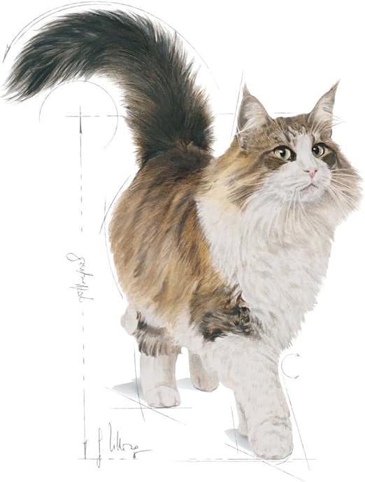 (Pack of 6 Pouches Only) x 85gm Royal Canin Feline Health Nutrition Sterilised Gravy