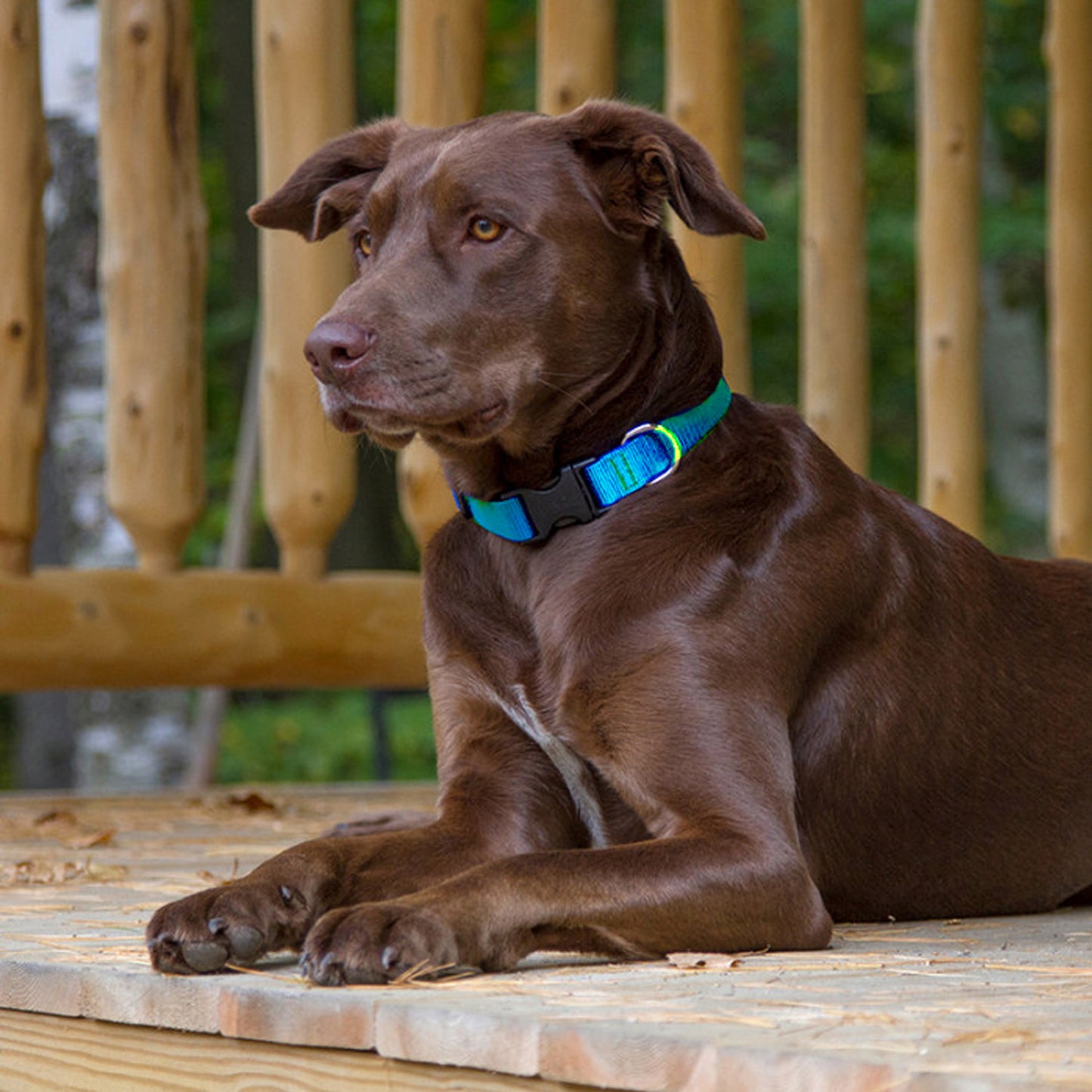BASICS Adjustable Collar AQUA 3/4" FOR MEDIUM DOGS