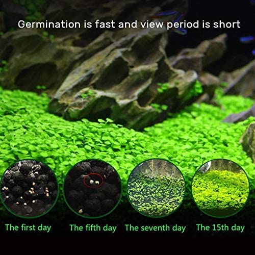 Aquatics Water Grass Plant Seeds Fish Tank Aquarium Landscape Decoration, Easy to Plant, water Plant Seeds Home Decor 4 x 6000 seeds