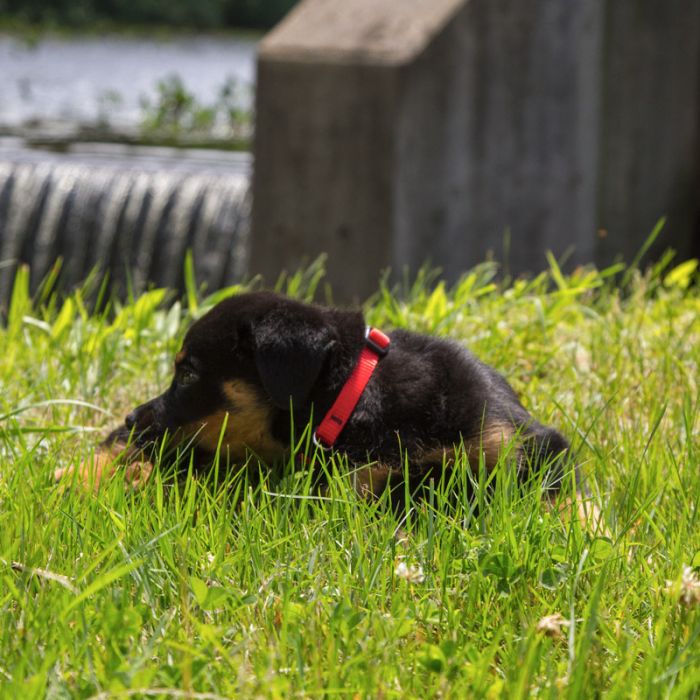 BASICS Adjustable Collar RED 1" FOR LARGE DOGS