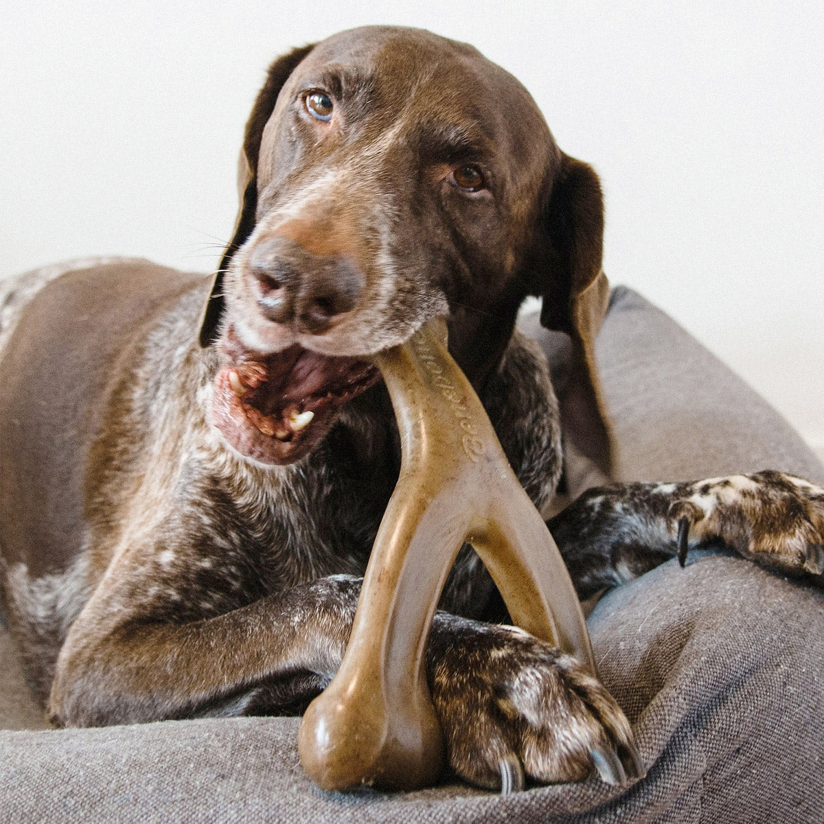 Benebone Wishbone Dog Chew Toy - Bacon