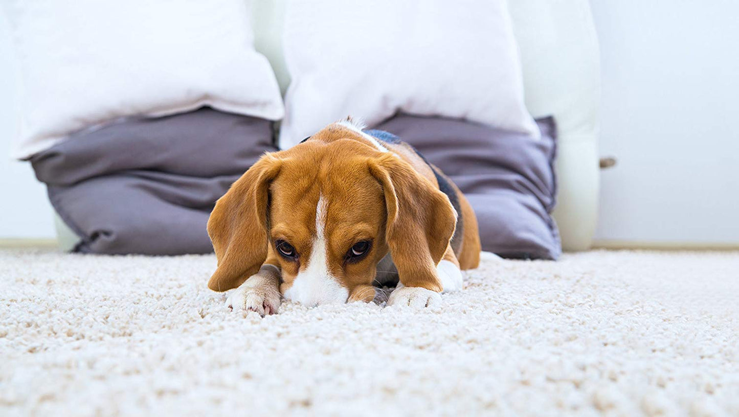 Dog Stain and Odour Remover Spring Breeze - 750 ml