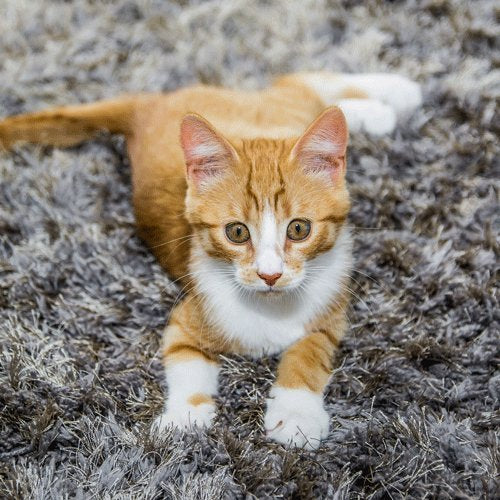 Extreme Stain  &  Odor Remover (Cat) 500ml