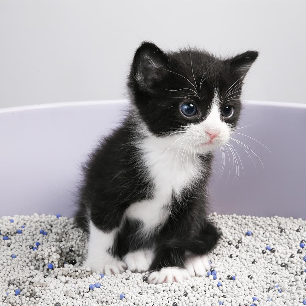 Pack of 3 Cat New Premium Cat Litter Lemon Fragrance 10Ltr