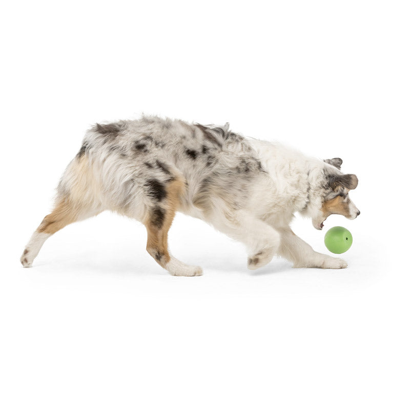 Rando Dog Toy