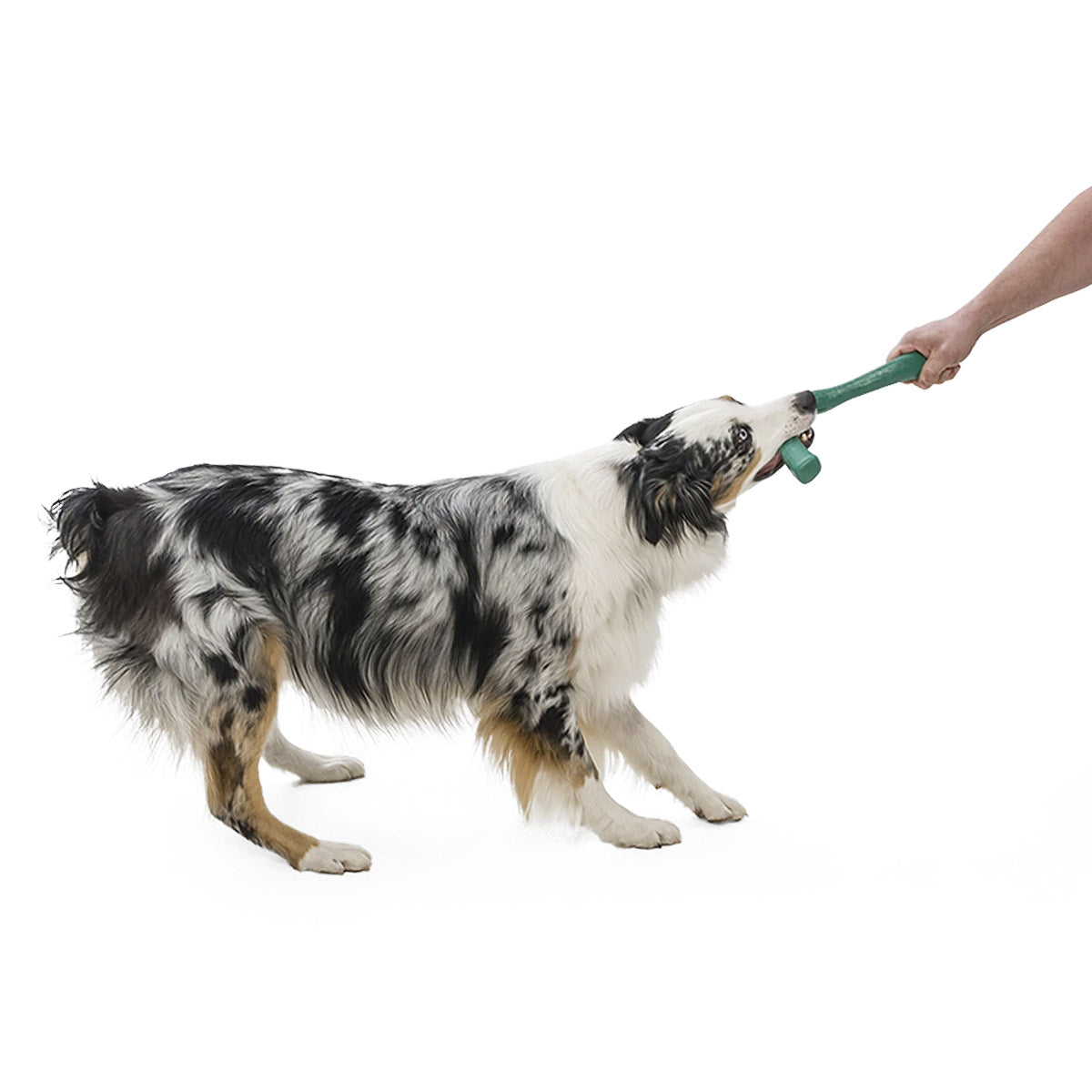 Snorkl Seaflex Dog Toy