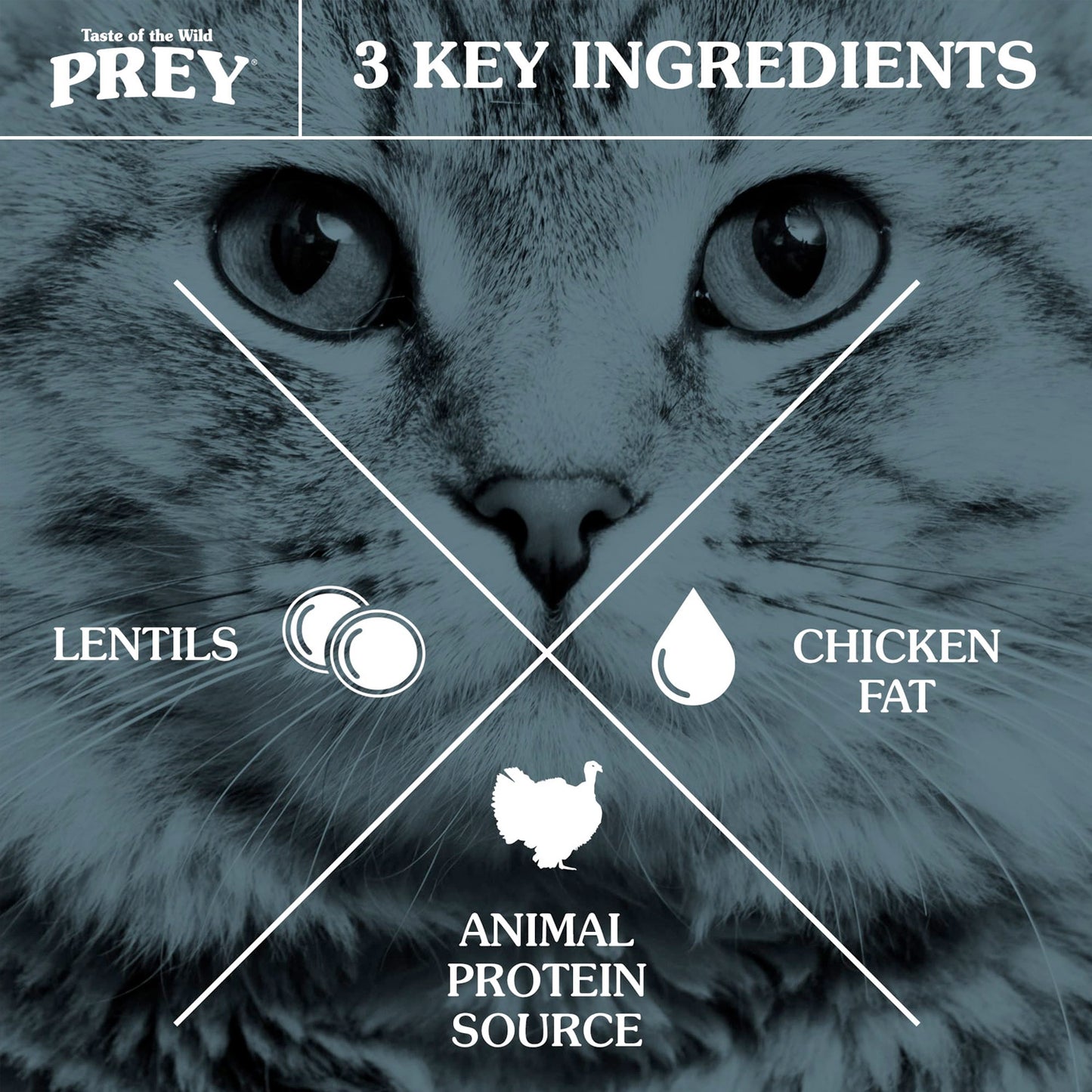 PREY Turkey Limited Ingredient Formula for Cats