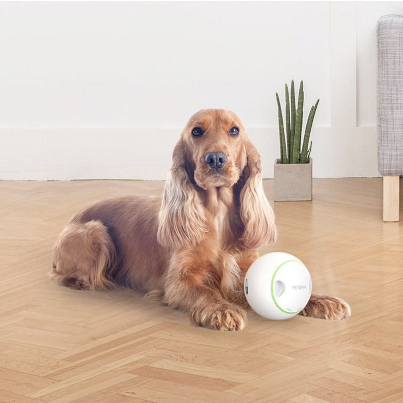 Foodie Orb - Automatic Rolling Treat Ball