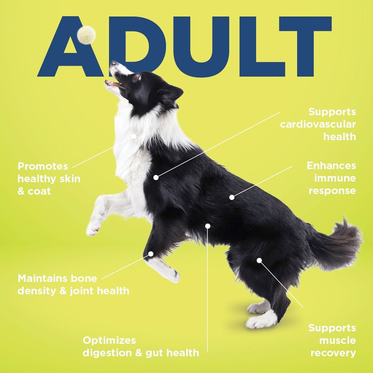 Vetericyn® ALL-IN Dog Supplement - Adult