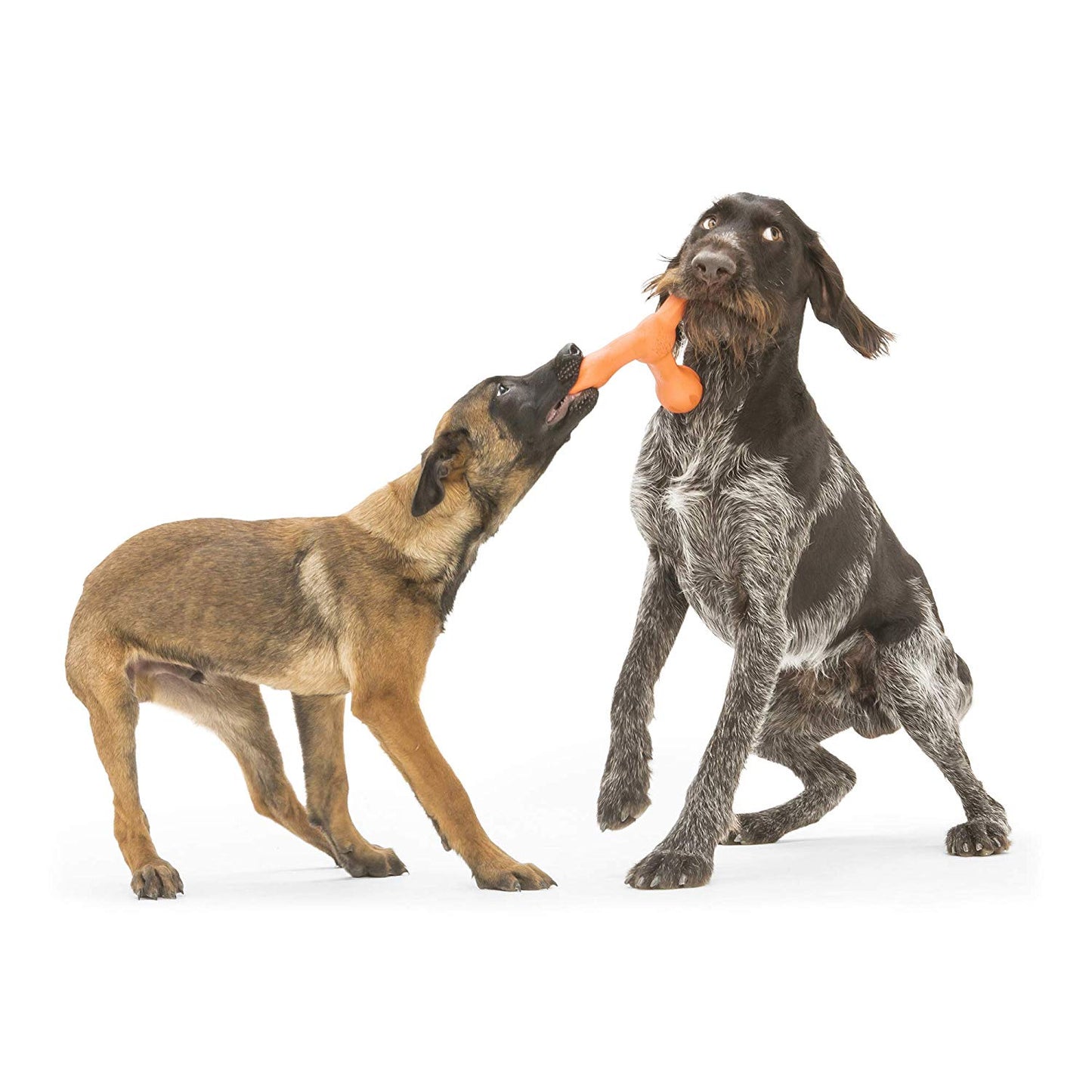 Westpaw Design Skamp with Zogoflex Echo