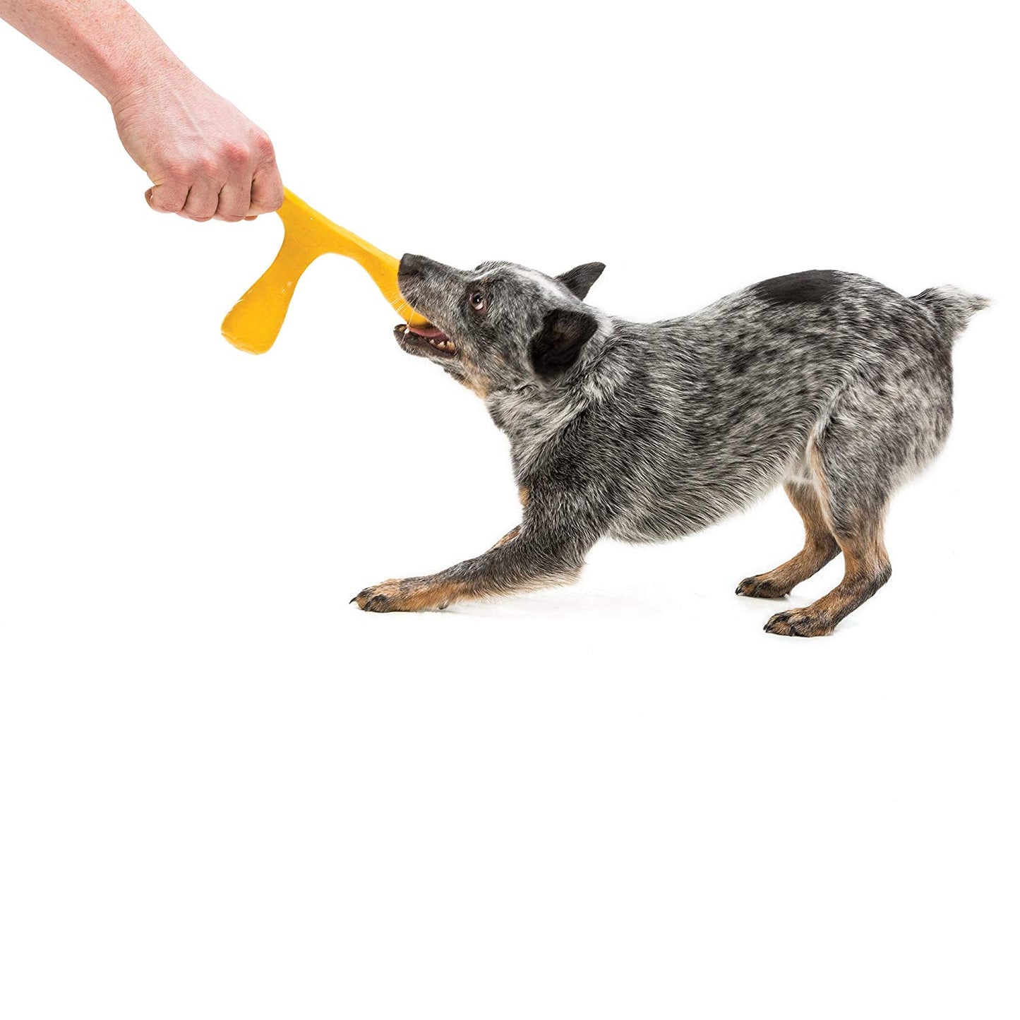 Wox Dog Toy