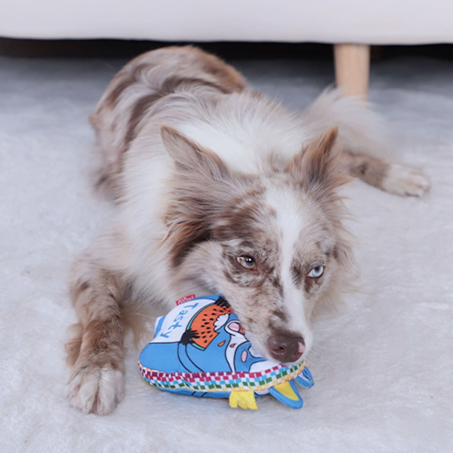 GiGwi Moody Club Raccoon - Large