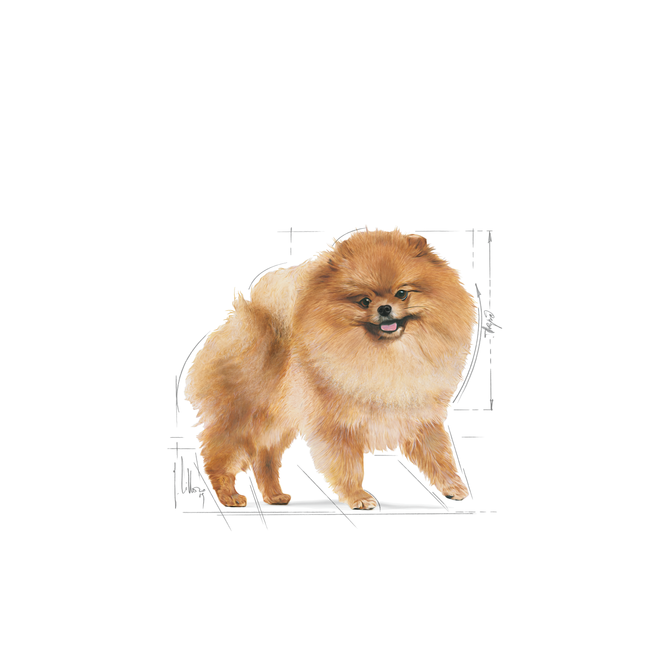 Royal Canin Breed Health Nutrition Pomeranian Adult 1.5 kg