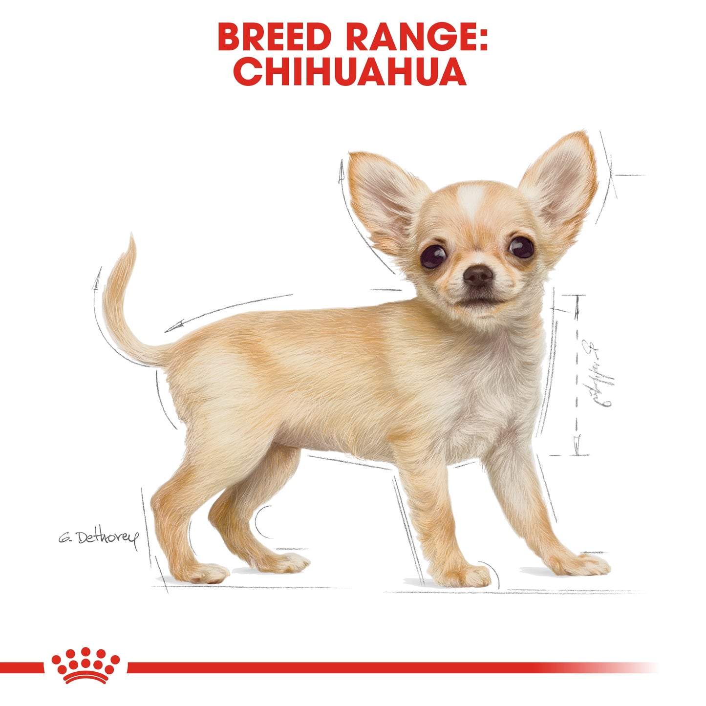 Royal Canin Breed Health Nutrition Chihuahua Puppy 1.5 kg