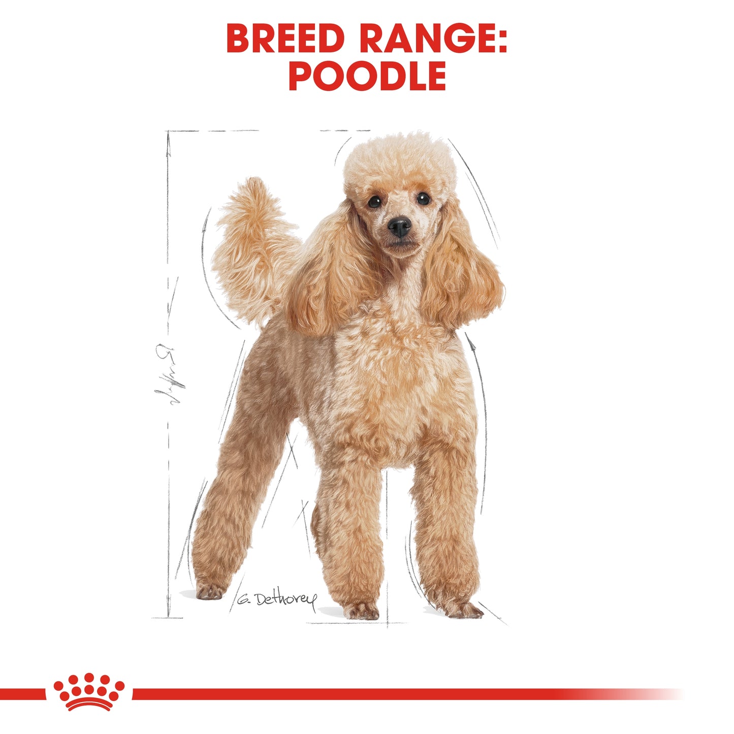Royal Canin Breed Health Nutrition Poodle Adult (Wet Food   Pouches) 12 x 85 g