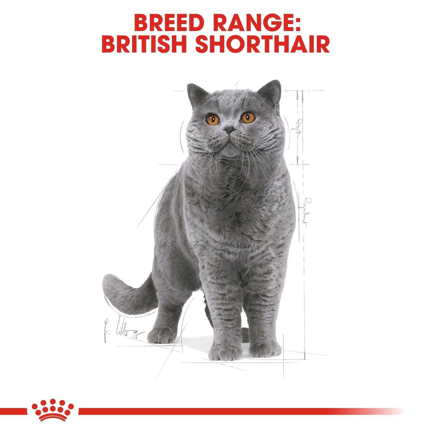Royal Canin Feline Breed Nutrition British Shorthair Adult 4 kg