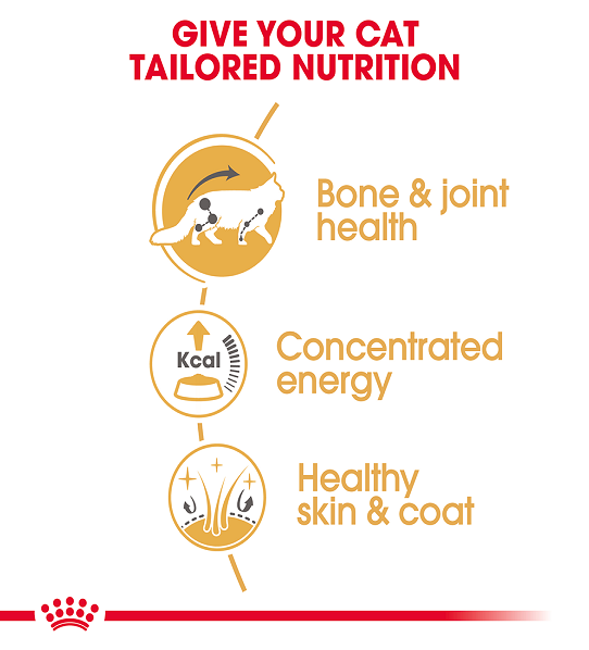 Royal Canin Feline Breed Nutrition Maine Coon (Wet Food   Pouches) 12 x 85 g