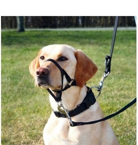 Trixie Top Trainer Headcollar for Dogs