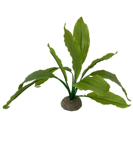 Aqua D'Ella Echinodorus 2