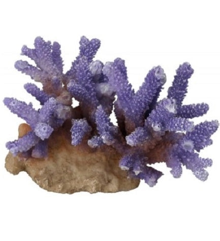 Aqua D'Ella Coral Acropora Lila for Aquariums