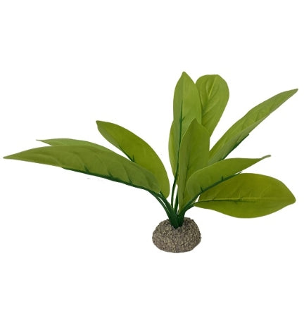 Aqua D'Ella Echinodorus 3