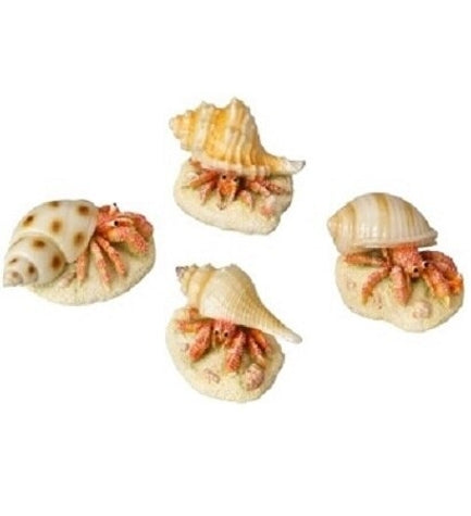 Aqua D'Ella Hermit Crab for Aquariums