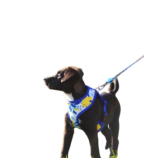 Dashi Nebula Neo Mesh Harness for Dogs