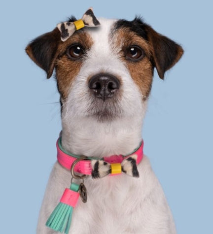 DWAM Blossom Dog Collar