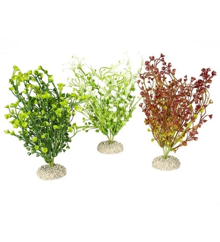 Aqua D'Ella Plant Bacopa Mixed Colors