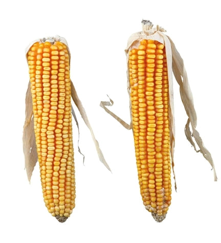 Trixie Maize Cobs with Husk Small Pet Treats 250G