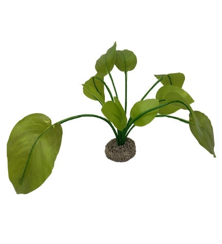 Aqua D'Ella Anubias 2
