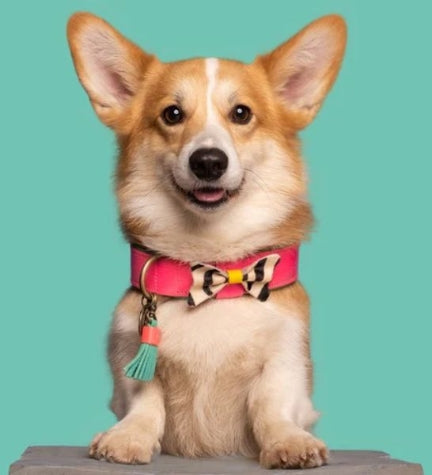 DWAM Blossom Dog Collar