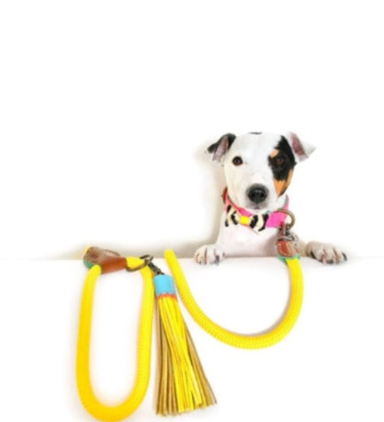 DWAM Blossom Dog Collar