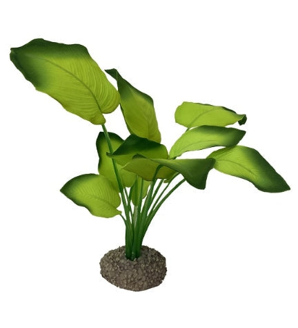 Aqua D'Ella Anubias 3
