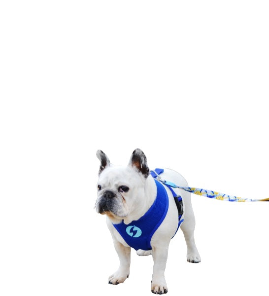 Dashi Nebula Neo Mesh Harness for Dogs