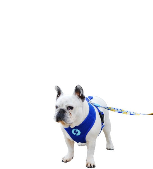 Dashi Nebula Neo Mesh Harness for Dogs