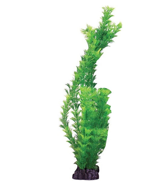 Hugo Kamishi Hornwort Aquarium Plant Decor