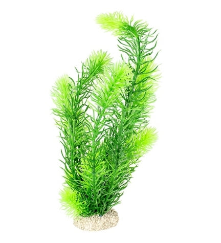 Aqua D'Ella Plant Hornwort for Aquariums
